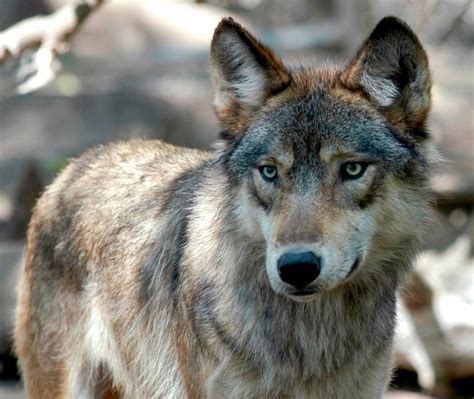 Wolves won't be introduced in Rocky Mountain National Park