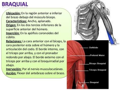 Musculos Miembro Superior