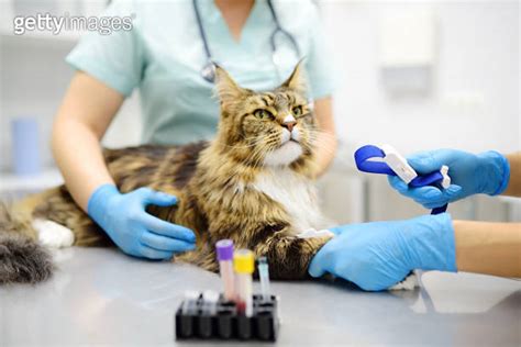 Two Professional Veterinarians Take A Blood For Test Of Cat Of The