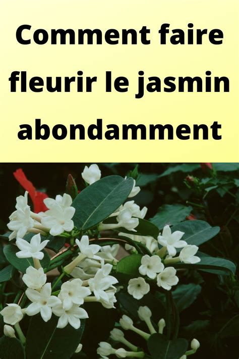 Comment Faire Fleurir Le Jasmin Abondamment Plante Jasmin Jasmin