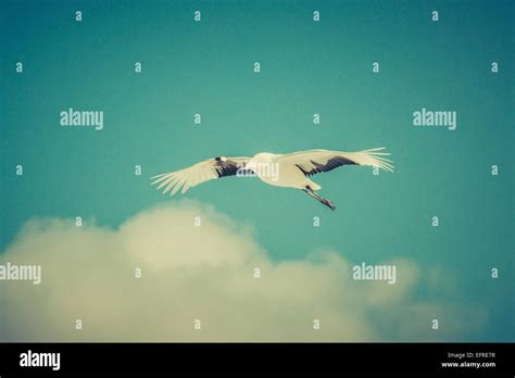 Japanese Crane Bird Flying
