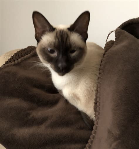 Seal Point Siamese Cats For Adoption Tori Hussey