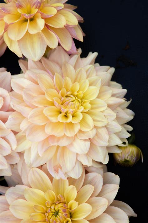 Wyns New Pastel — The Dahlia House