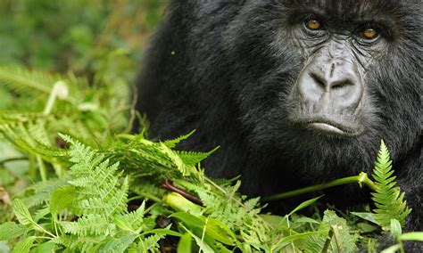 Gorillas Habitats Help Humans | Photos | WWF