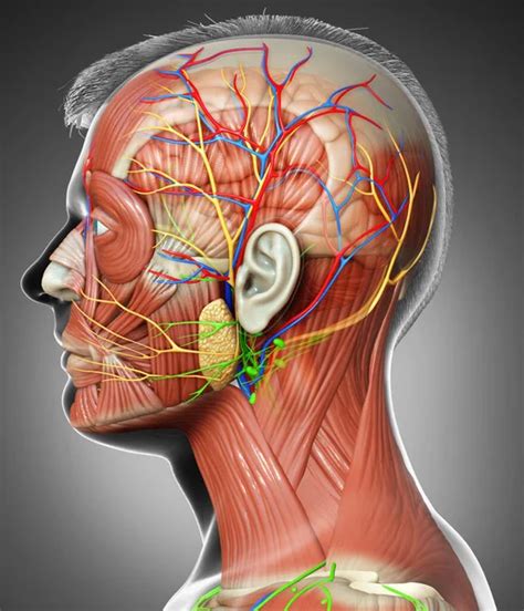 Rendering Medical Illustration Male Interior Brain Anatomy Stock Photo