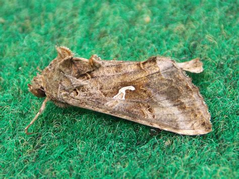 Silver Y Moth Autographa Gamma British Nature Guide