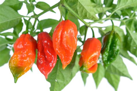 Pepper, Hot Bhut Jolokia (Ghost Pepper) - Heirloom – Hometown Seeds