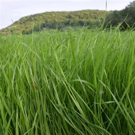 Growing Rye Grass For Cattle