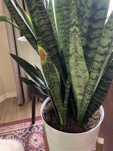 Brown spot… Fungus? Should I cut off that leaf? : r/houseplants