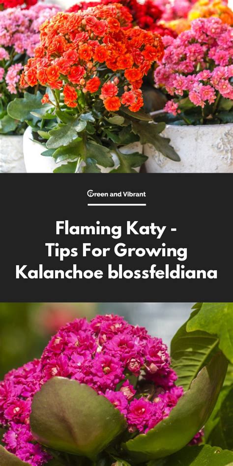 Flaming Katy Plants Buying Growing Guide Trees Kalanchoe