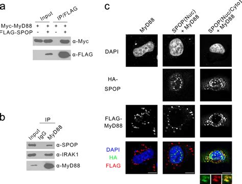 Spop Interacts With Myd88 A 293t Cells Were Co Transfected With