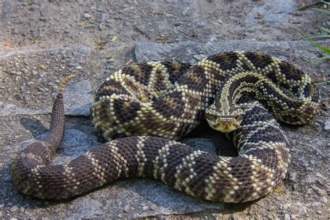 Crotalus Durissus Serpentes Brasileiras