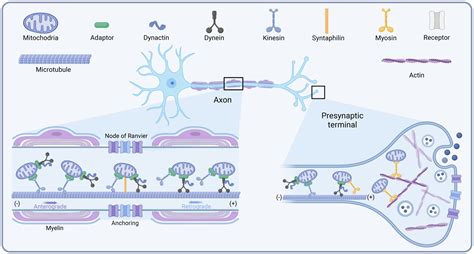 Frontiers Mitochondrial Transport In Neurons And Evidence For Its