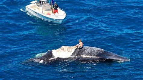 Historias Innecesarias Cuando Las Ballenas Explotan Gr Fico Youtube