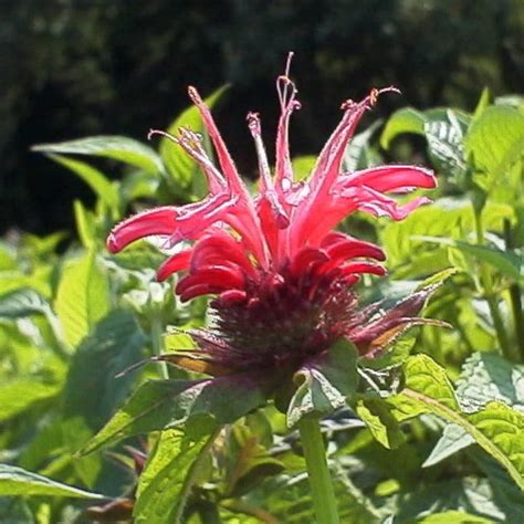 Bergamot Plant Monarda Didyma Bee Balm Croftway Pink Hardy Perennial