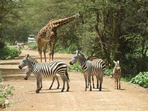 Nairobi National Park Drive Getyourguide