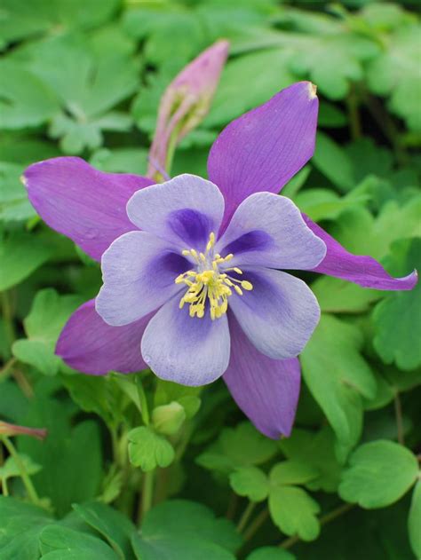 Aquilegia Earlybird™purple Blue Columbine Perennial Farm Marketplace