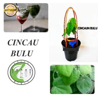 Jual BIBIT POHON TANAMAN DAUN CINCAU BULU TAWULU CYCLEA BARBATA