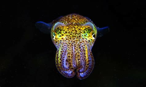 Top 8 Bioluminescence Creatures To Know About - Ocean Info