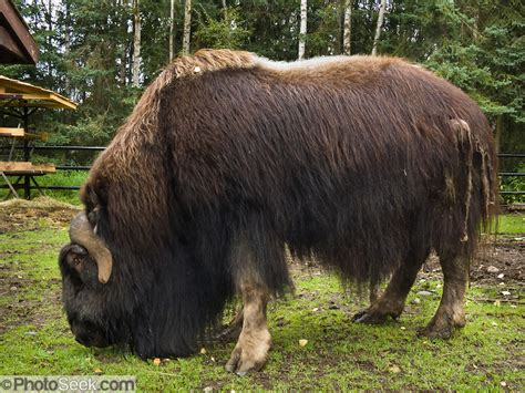 The Muskox Amazing Creature Facts And Photographs The Wildlife