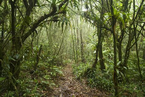 Floresta Ombr Fila Densa Montana Montane Cloud Forest N Flickr