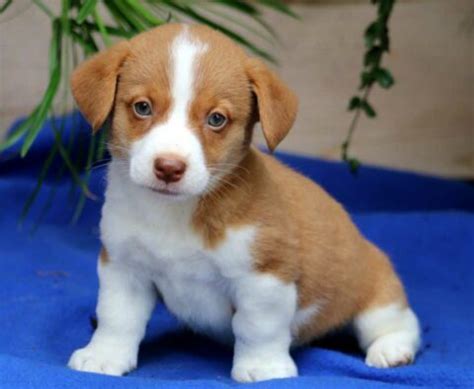 Welsh Corgi Mix Puppies for Sale - Keystone Puppies