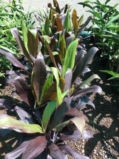 Cordyline Negra True Green Nursery