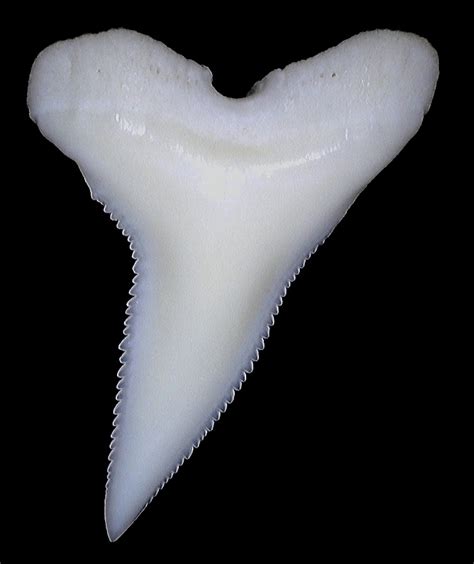 Modern Shark tooth identification - Fossil ID - The Fossil Forum