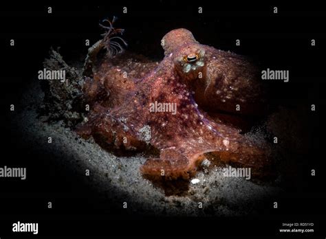 Octopus Rubescens Hi Res Stock Photography And Images Alamy