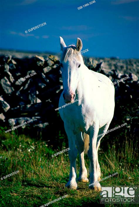 Connemara Horse Ireland, Stock Photo, Picture And Rights Managed Image. Pic. SSB-1486-3246 ...