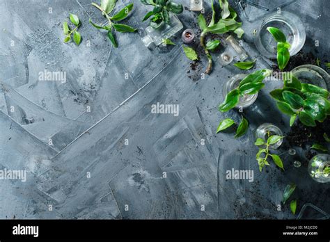 Header With Botanical Still Life Glass Jars With Green Leaves On A