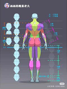 7 ideias de Anatomia em 2024 referência anatomia exercicios de