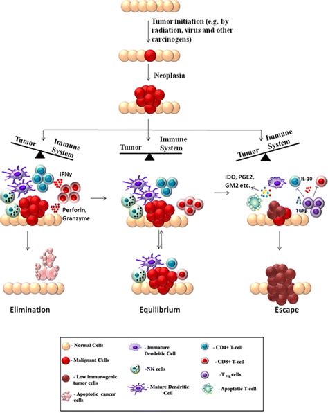 The Es Of Tumor Immunoediting Tumor Formation Occurs Through