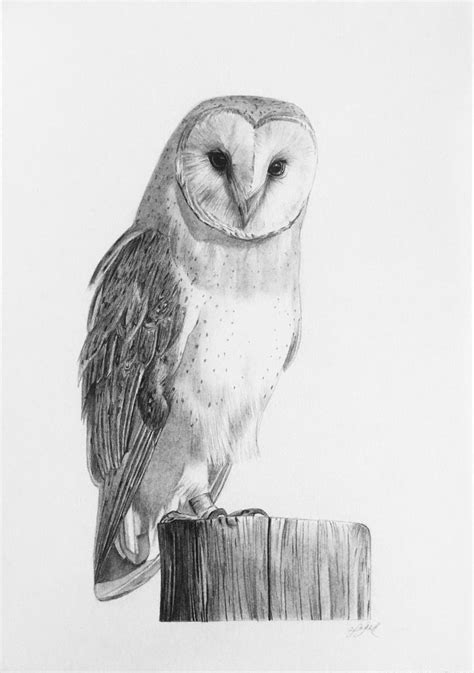 Barn Owl 2022 Pencil Drawing By Amelia Taylor Barn Owl Tattoo Barn