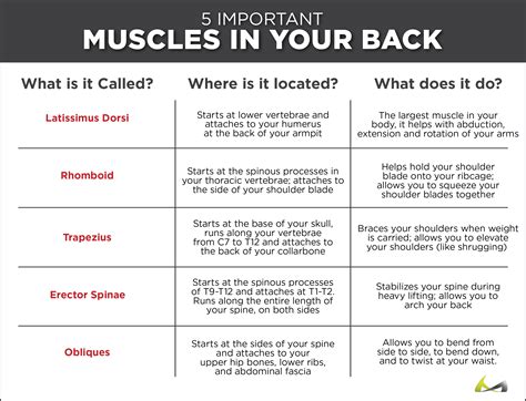 Torn, Pulled & Strained Back Muscles - What You Didn’t Know!