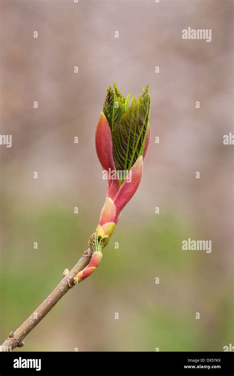 Sycamore Acer Pseudoplantanus Leaf Buds Opening Stock Photo Alamy