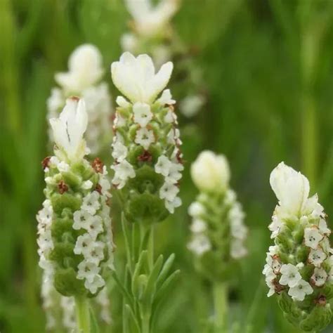 Snowman French Lavender Plants For Sale Uk Grown Ashridge