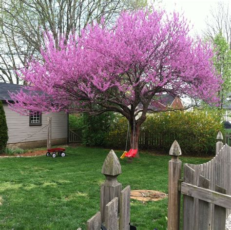 Western Redbud Tree For Sale Fletcher Hanlon