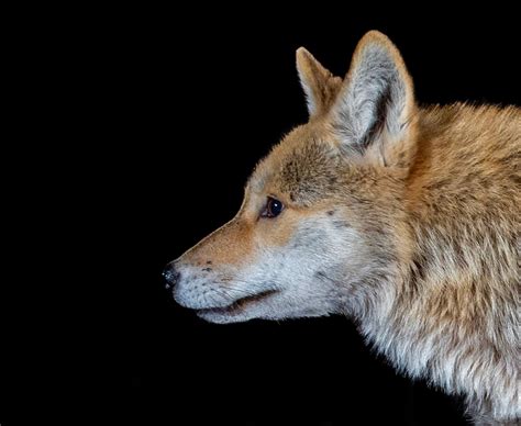 A Massachusetts Teen Turns Wildlife Photography Into A Mission Petapixel