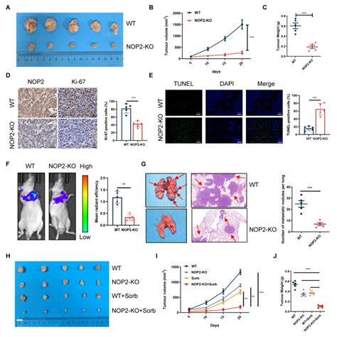 Nop Promotes Hcc Growth And Metastasis In Vivo Ac The Volume And