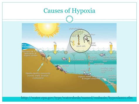 Ppt Hypoxia Or Dead Zones” In Aquatic Systems Powerpoint