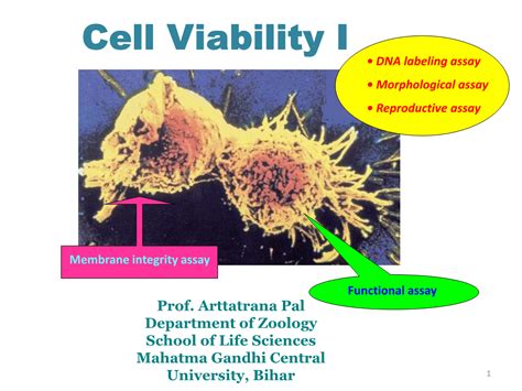 Cell Viability I • Dna Labeling Assay • Morphological Assay • Reproductive Assay Docslib