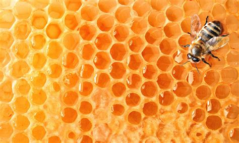 Por Qu Las Abejas Hacen Las Celdas De Su Panal En Forma Hexagonal