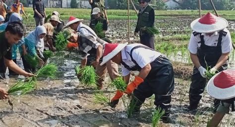 Lahan Pertanian Di Kota Tangerang Makin Sempit Mata Pencaharian Petani