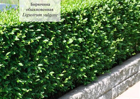 Бирючина китайская (45 фото) » НА ДАЧЕ ФОТО