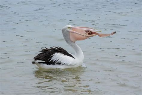 Fish-Eating Birds - 10 Australian Birds That Love That Sushi