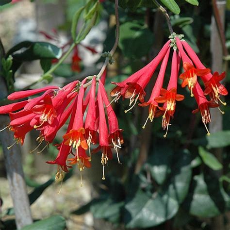 Vine Honeysuckle Major Wheeler 1 Ted Lare Design And Build