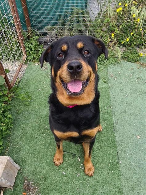 Rottweiler Dogs For Adoption