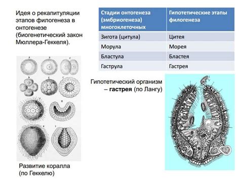 Переход от одноклеточных к многоклеточным - online presentation