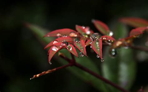 Flores Macro Water Drops Hd Naturaleza Macro Flores Agua Gotas